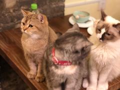 -猫色咖啡·猫咖