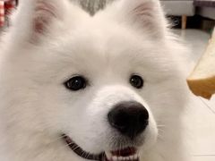 -读宠于你·约克夏比熊·睫角守宫·爬宠售卖(高新店)