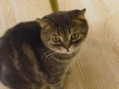 -猫咪派对(江南西店)