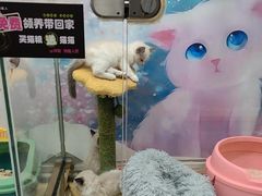 -糯米喵星人总部直营旗舰店·猫舍·幼猫出售