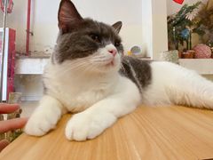 -酷豆宠物咖啡·宠物美食·撸猫馆