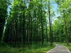 -黄海国家森林公园