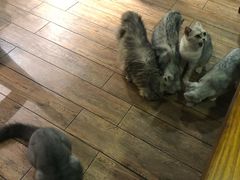 -more than meow吴止猫主题餐厅(承德 中船汇店)