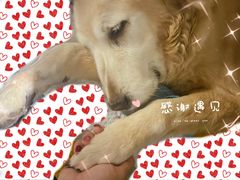 -百好乐宠物友好餐厅(朝外大街店)