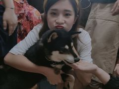 柴犬蛋糕-柴犬高等学院·狗咖·柴犬售卖·宠物训练