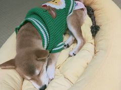 -逗柴咖啡屋·狗咖猫咖宠物桌游