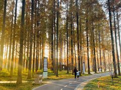 -黄海国家森林公园