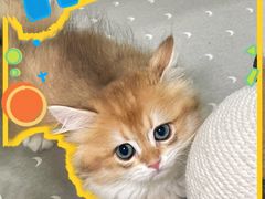 -70cat德文卷毛猫·缅因猫纯种猫舍
