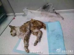 盛京一禾-盛京一禾