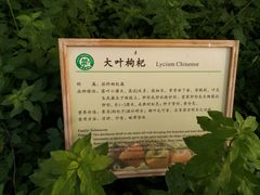 -上海都市菜园