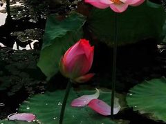 -桤木河湿地公园