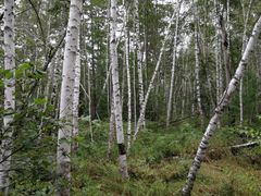 -五营红松林海景区