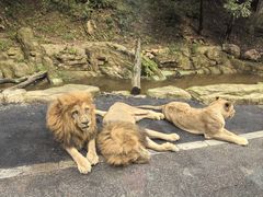 -大连森林动物园