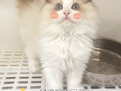 -lincat·猫舍(广州店)