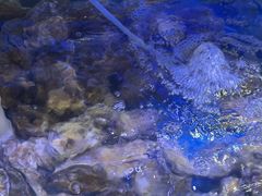 -四海蒸鲜蒸汽海鲜自助(北戴河店)