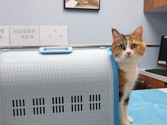 -纳吉亚猫专科动物诊疗中心(蒋宅口分院)
