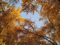 -四川大学(华西校区)