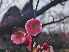 -梅花山(明孝陵内)