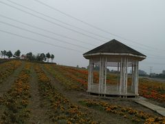 -紫颐香薰山谷景区