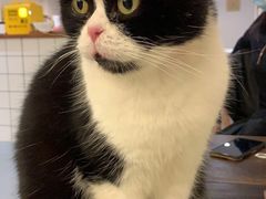 -猫友咖啡店(玉林西路店)