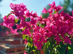 -北京国际鲜花港