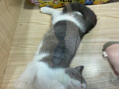 -屋虎猫馆(宝安大仟里店)