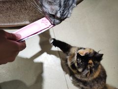 -藏猫猫咖啡主题馆(中央大道店)