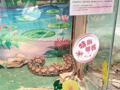 -上海大自然野生昆虫馆(东方明珠·爬宠昆虫探索中心)