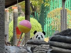 -大连森林动物园