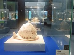 -贝壳王国博物馆