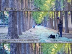 -钓鱼台银杏大道