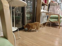 -MOYOYO猫咪咖啡店