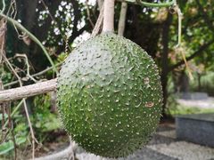 -广西壮族自治区药用植物园
