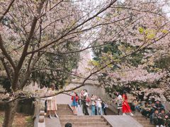 -武汉大学-樱园