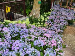 -广西壮族自治区药用植物园