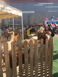 -萌宠亲子动物乐园(槐房万达店)