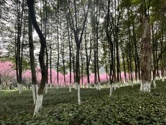 -龙头寺公园