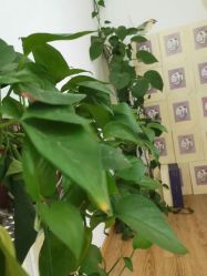 -雷氏普爱产后修护中心(弘阳店)