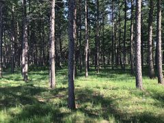 -塞罕坝国家级自然保护区