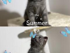 -汪喵宠物医院·骨科心脏影像·犬猫急重症ICU诊疗中心(成华分院)