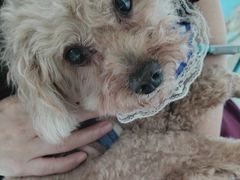 -瑞派福兴宠物医院犬猫全科·骨科·中西医结合(河东店)