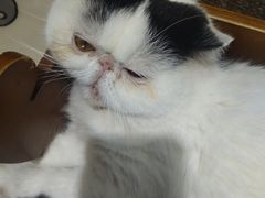 -藏猫猫咖啡主题馆(中央大道店)