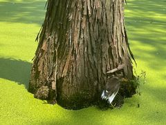 -渌洋湖湿地公园