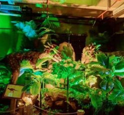 -恐龙探索乐园(磁器口店)