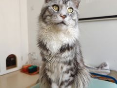 -猫在这儿猫咪咖啡馆·撸猫馆