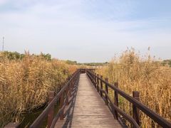 -西青郊野公园