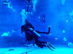 -烟台海昌鲸鲨海洋公园