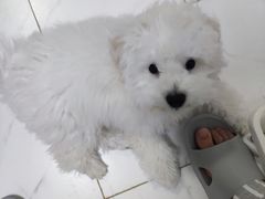 -艾贝尔宠物医院·24H转诊中心·肿瘤猫专科(江宁双龙店)