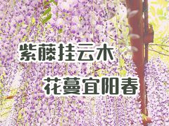 -嘉定紫藤园