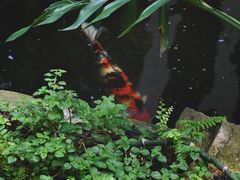 -Fern Forest Cafe